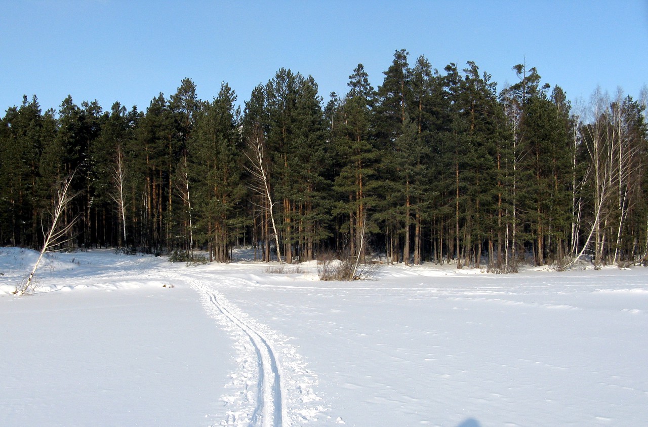 Уральский лес в январе. Лыжня