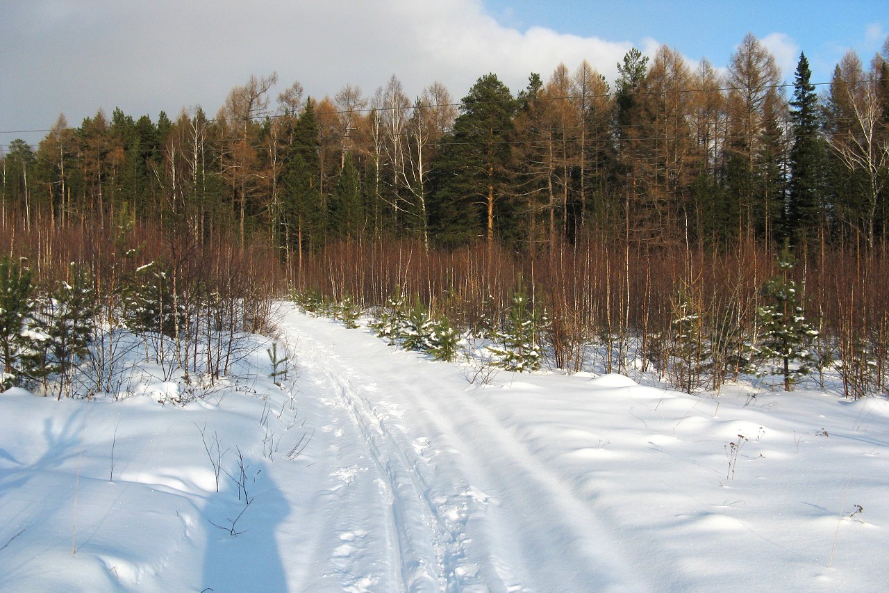 Уральский лес в январе. Лыжня