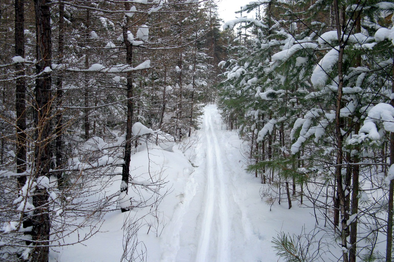 Уральский лес после снегопада