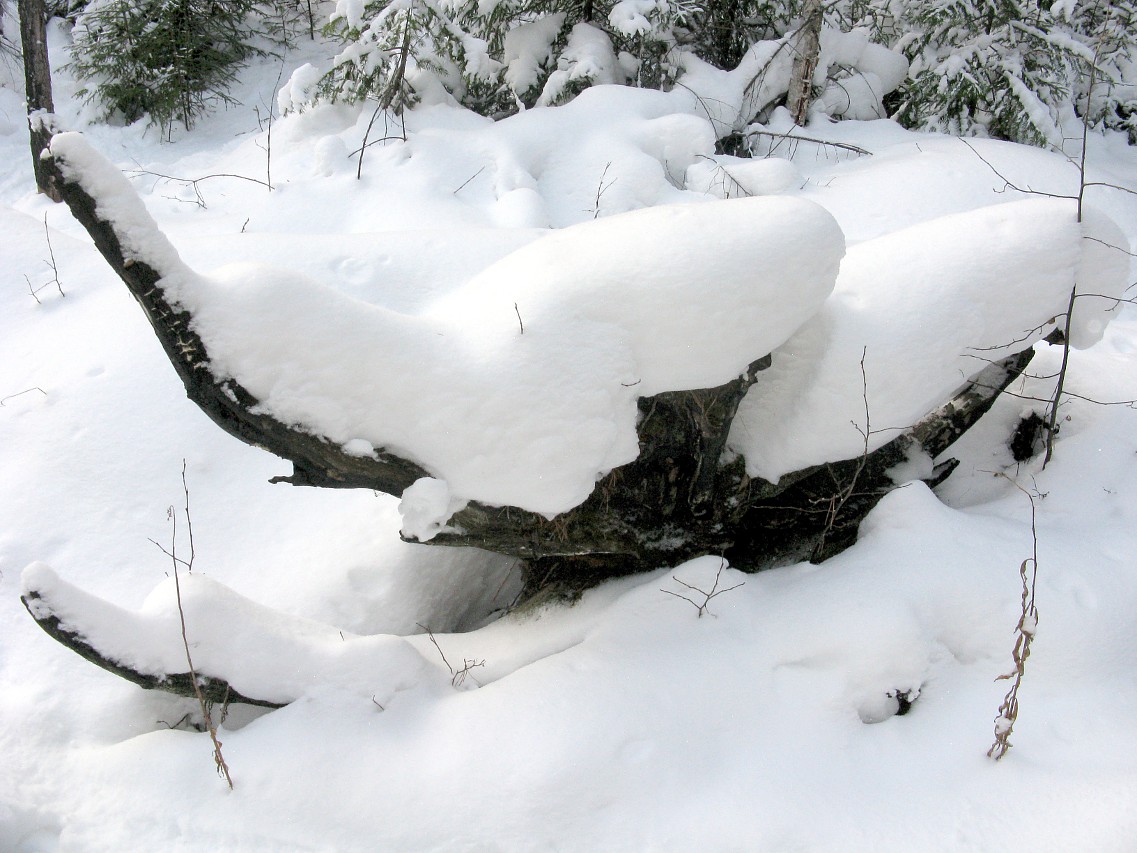 Уральский лес после снегопада
